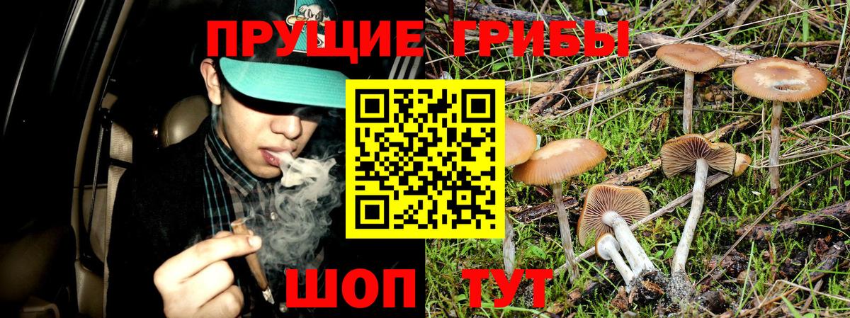 Кольчугино  Псилоцибиновые грибы Cubensis  Вход с VPN  Псилоцибиновые грибы GOLDEN TEACHER 